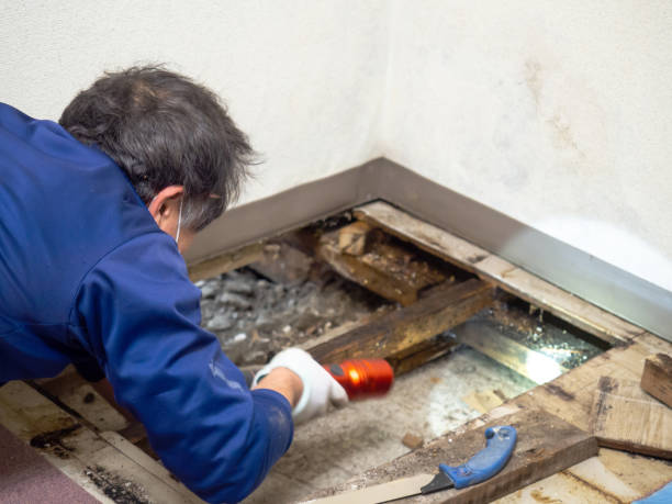 Best Toxic Mold Removal  in , DC