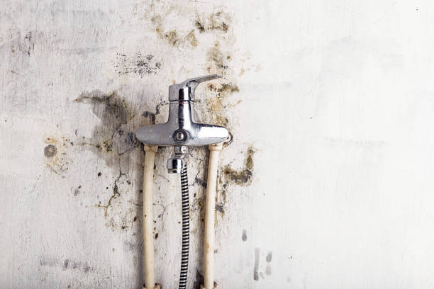Best Mold Removal Process  in , DC
