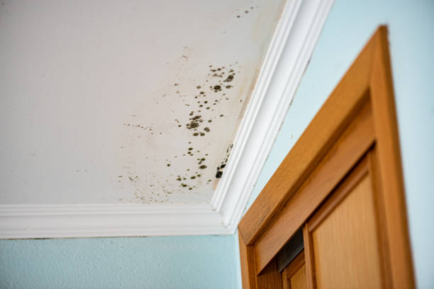 Best Attic Mold Removal  in , DC