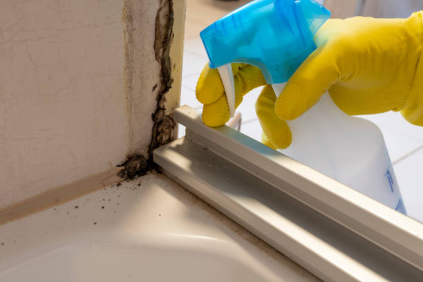 Best Commercial Mold Removal  in , DC