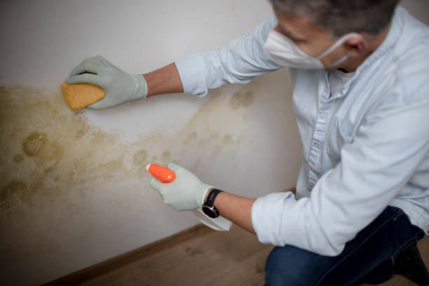Best Professional Mold Removal  in , DC
