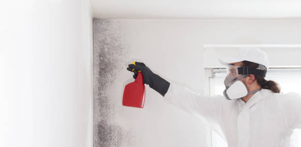 Best Mold Damage Repair  in , DC