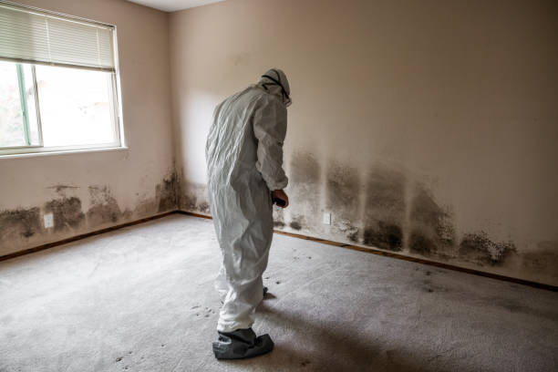 Best Local Mold Removal Service  in , DC