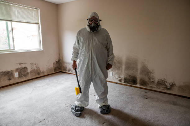 Best Black Mold Removal  in , DC