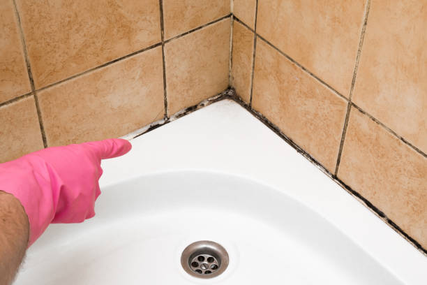 Best Mold Remediation  in , DC